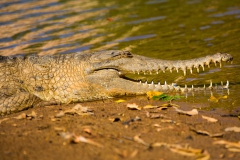 Windjana Krokodil